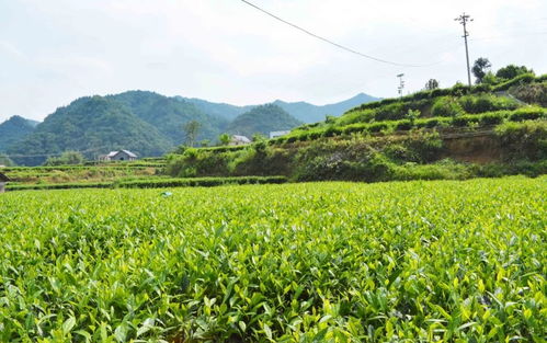 高值化農(nóng)產(chǎn)品 問(wèn)策湖湘，科技賦能深度貧困村產(chǎn)業(yè)扶貧新路徑