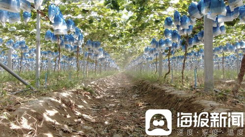 獨(dú)立調(diào)查 陽(yáng)光玫瑰價(jià)格滑坡背后的技術(shù)革新與市場(chǎng)挑戰(zhàn)