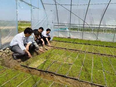 大觀 農(nóng)技“把脈”助春耕，糧食豐收有保障