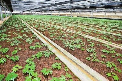 石林“云三七”研究中心 打造三七研發新高地，賦能農業技術新突破